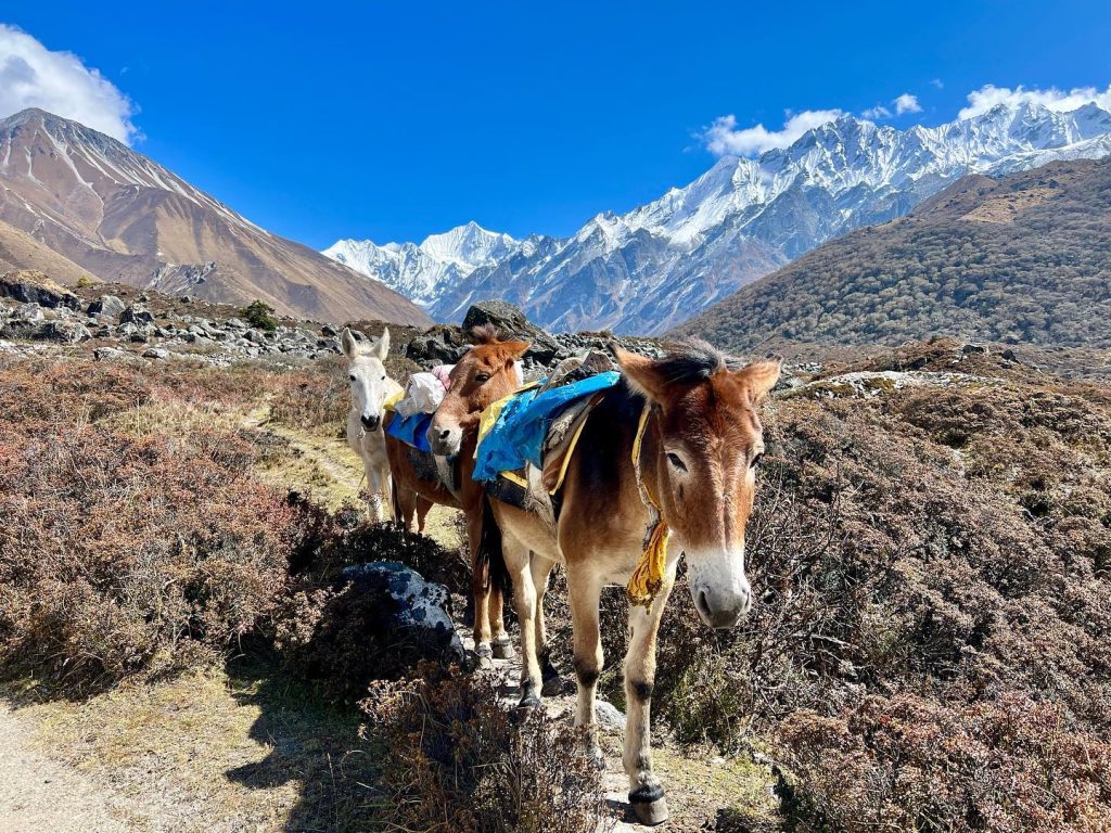 Langtang Valley Trek