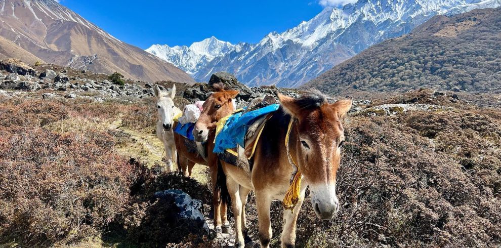 Langtang Valley Trek
