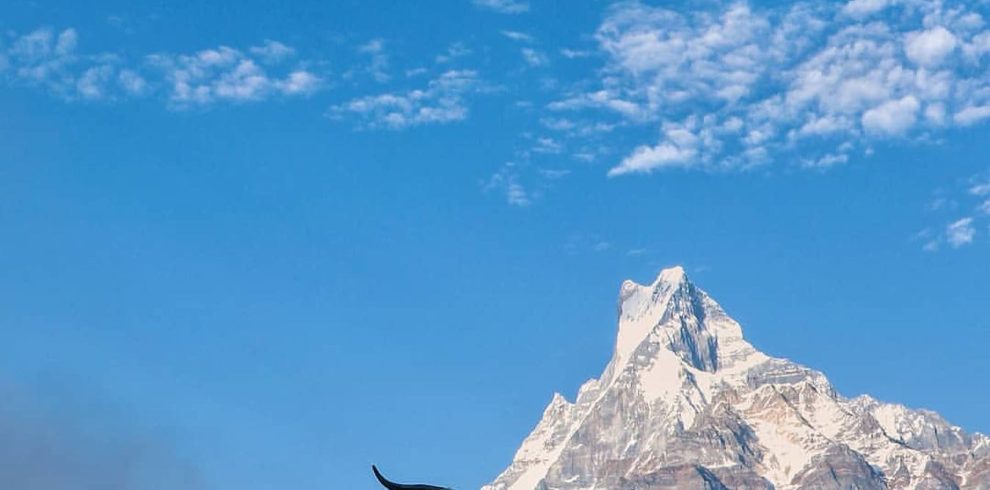 Mardi Base Camp Trek